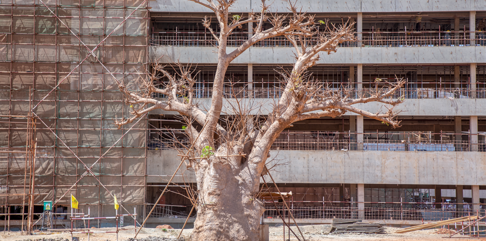 PHOTO BAOBAB ORIGINE